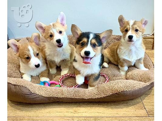 Κουτάβια Pembroke Ουαλίας Corgi